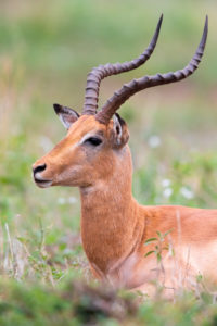 Impala (Aepyceros melampus), adult male close-up, Mpumalanga, South Africa Impala (Aepyceros melampus), adult male close-up, Mpumalanga, South Africa